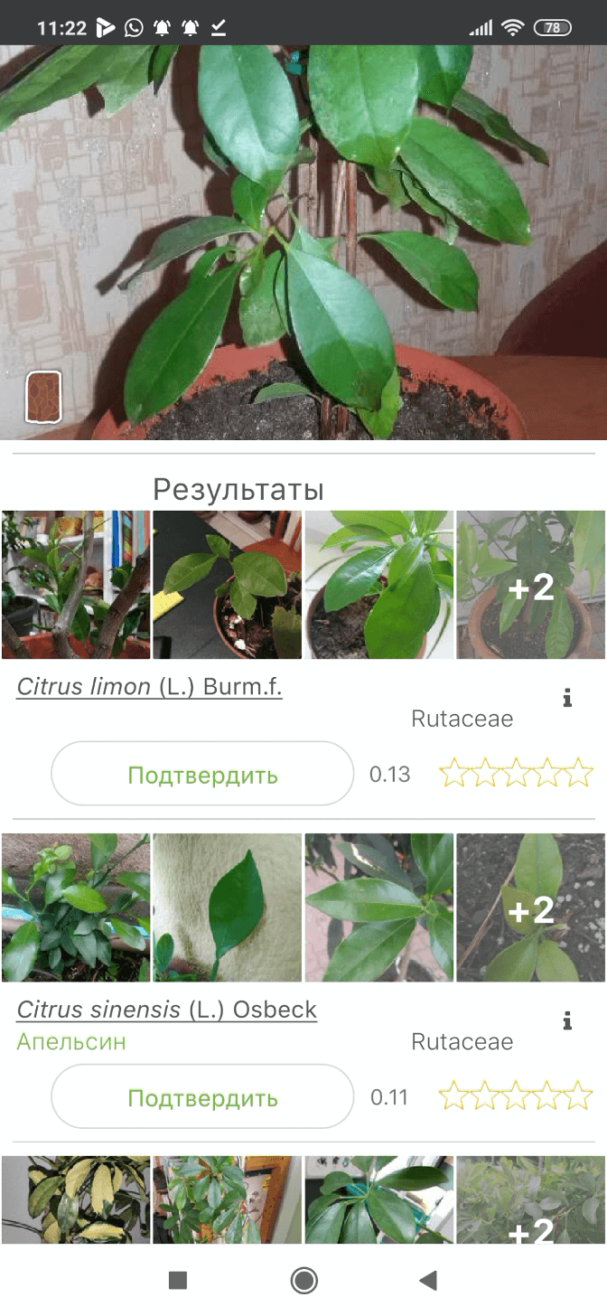 Как распознать растение по фотографии онлайн бесплатно
